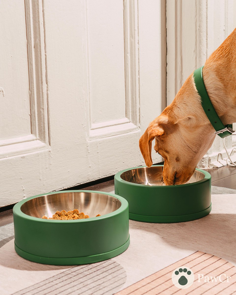 Dog Bowl - Image 4