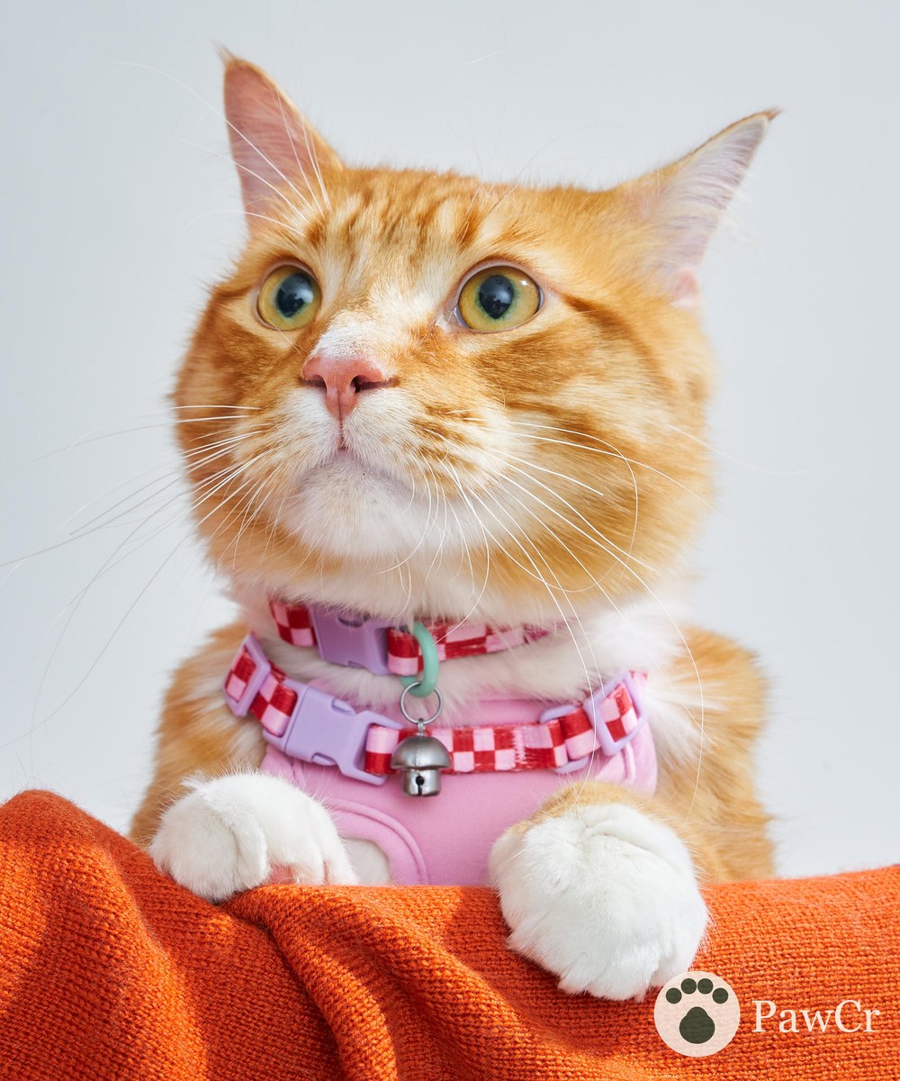 Cat Harness & Leash + Collar Kit - Image 4