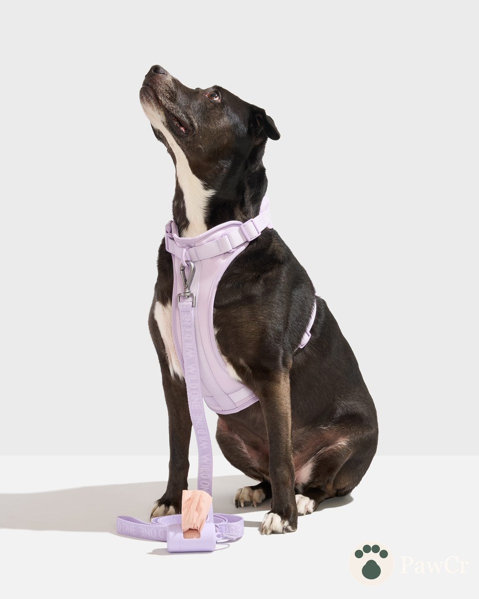 Cushioned Harness + Lightweight Leash Walk Kit - Image 2