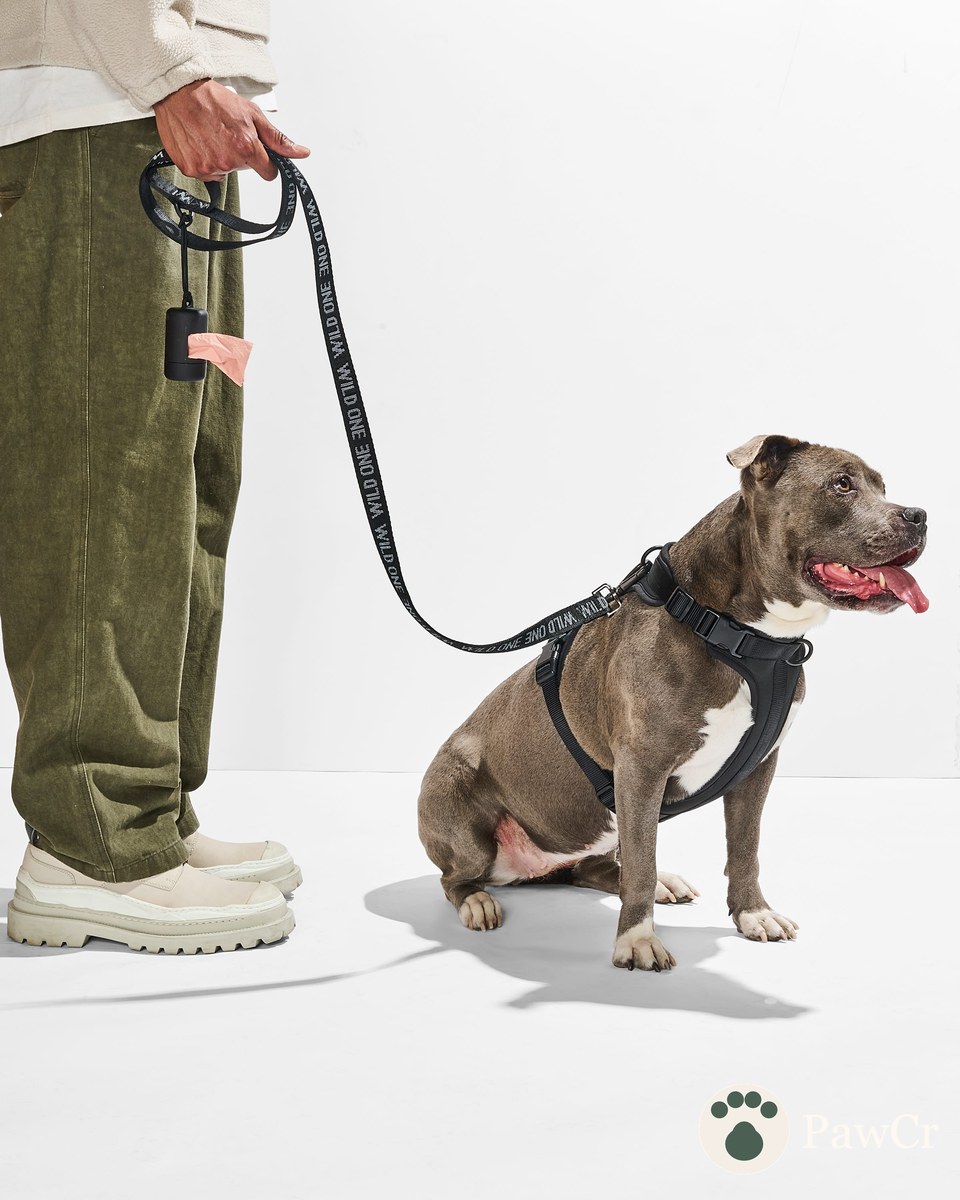 Cushioned Harness + Lightweight Leash Walk Kit - Image 3