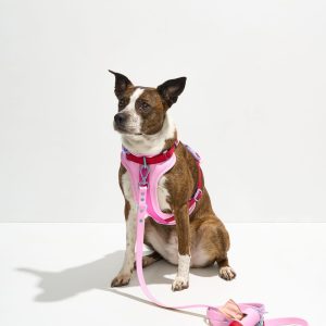 PET-WLK-03-1 Cushioned Harness + Waterproof Leash Walk Kit