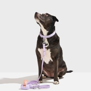 PET-WLK-06-1 Quick-Release Collar + Waterproof Leash Walk Kit