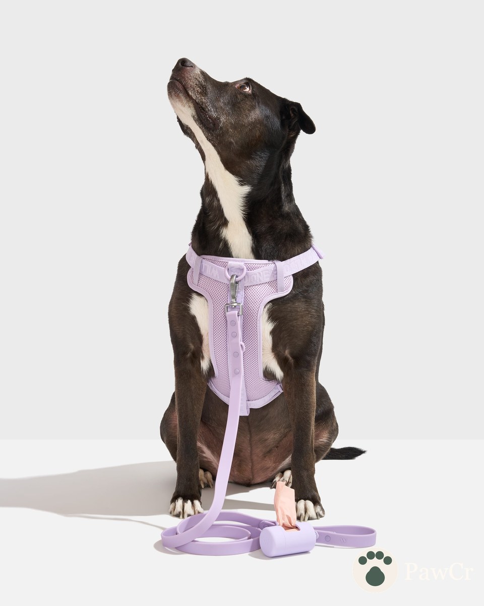 Step-In Harness + Waterproof Leash Walk Kit - Image 2