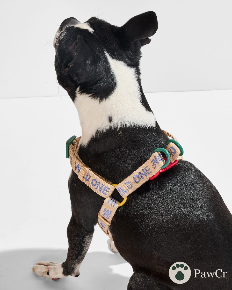 Step-In Harness + Waterproof Leash Walk Kit - Image 3