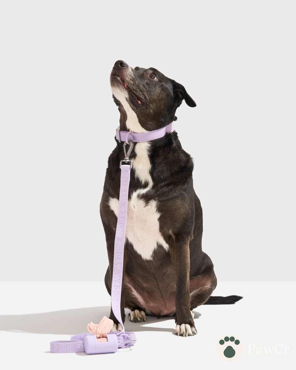 Waterproof Collar + Lightweight Leash Walk Kit - Image 2