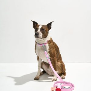 PET-WLK-14-1 Waterproof Collar + Waterproof Leash Walk Kit