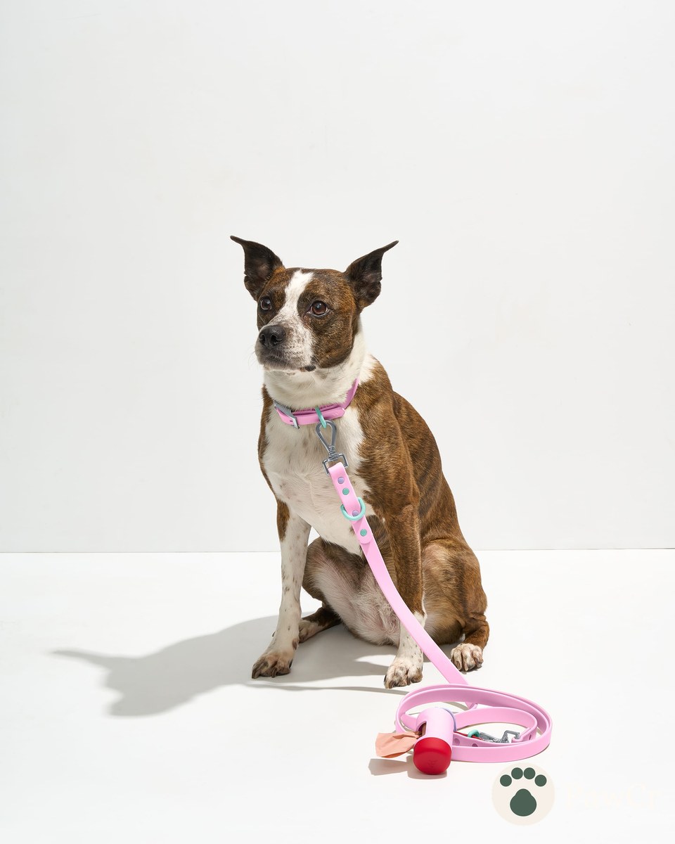 Waterproof Collar + Waterproof Leash Walk Kit