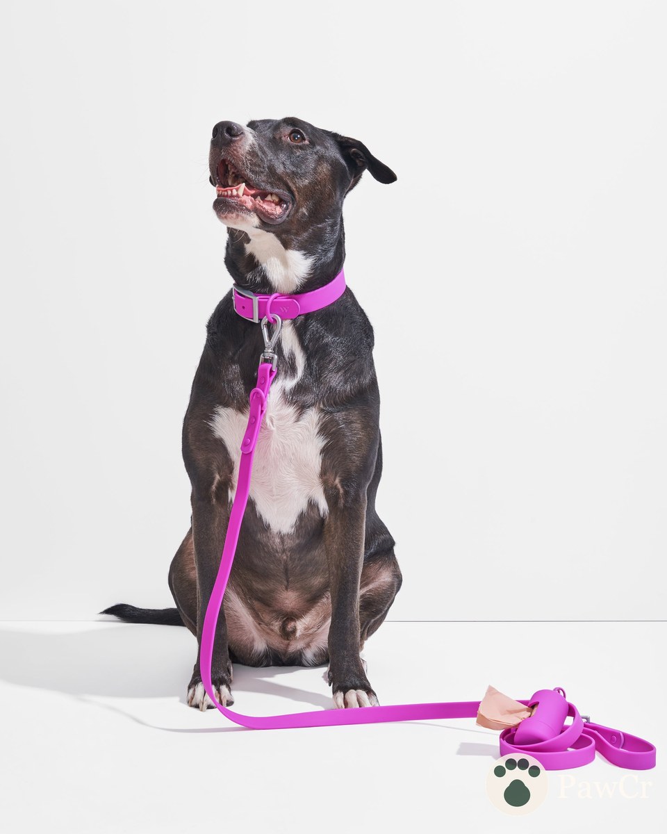 Waterproof Collar + Waterproof Leash Walk Kit - Image 3